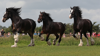 Horses Make This Funny Sound When They're Happy<em></em>